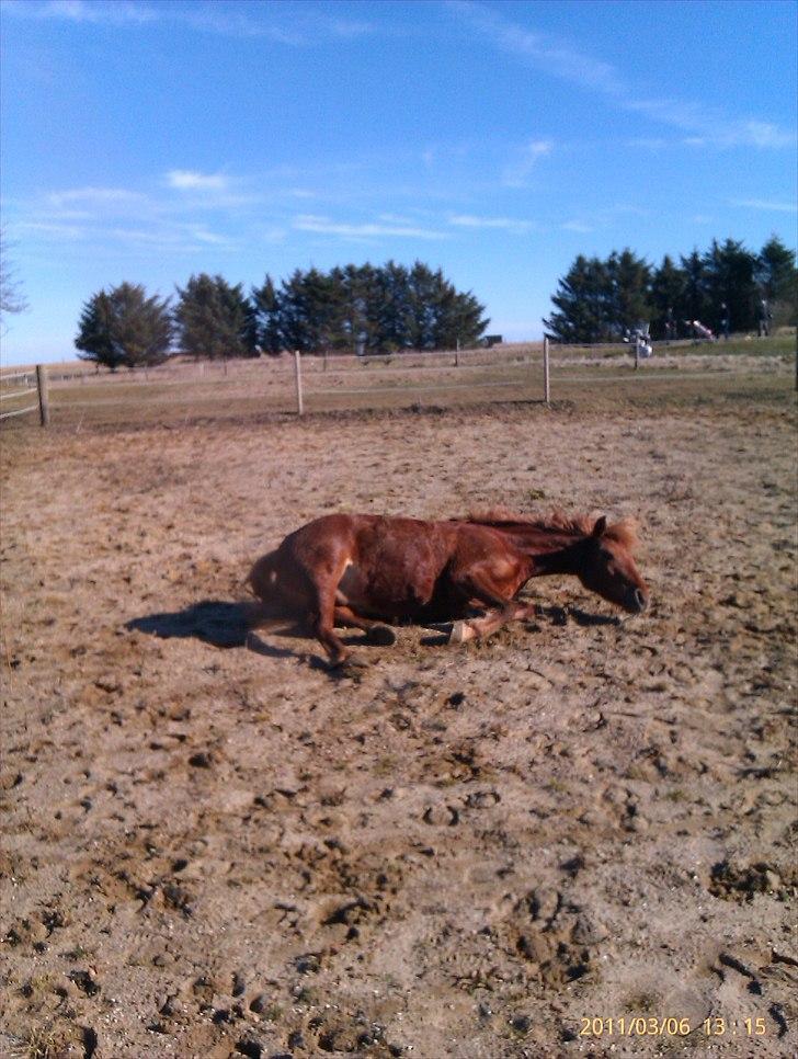 Anden særlig race Magic Mio! Altid gemt i hjertet. <3 - Rulle'Rulle xD. *Foto mig* billede 9