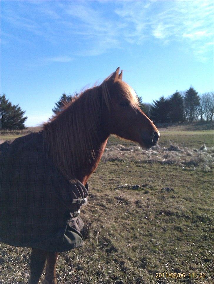 Anden særlig race Magic Mio! Altid gemt i hjertet. <3 - Nobody can replace you. billede 10