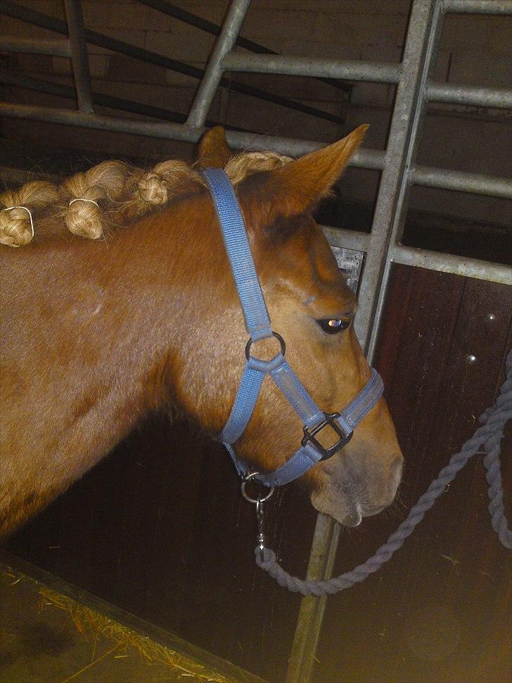 Anden særlig race Magic Mio! Altid gemt i hjertet. <3 - Rosenknopper!8Y):) *Foto mig* billede 12