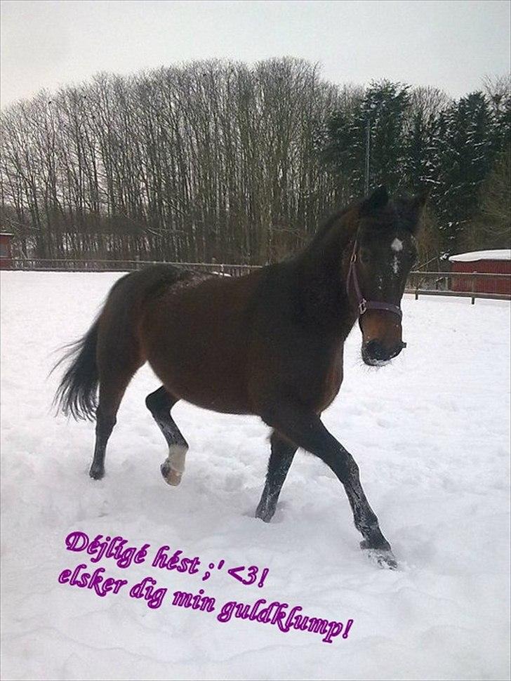 Pinto Berta billede 11