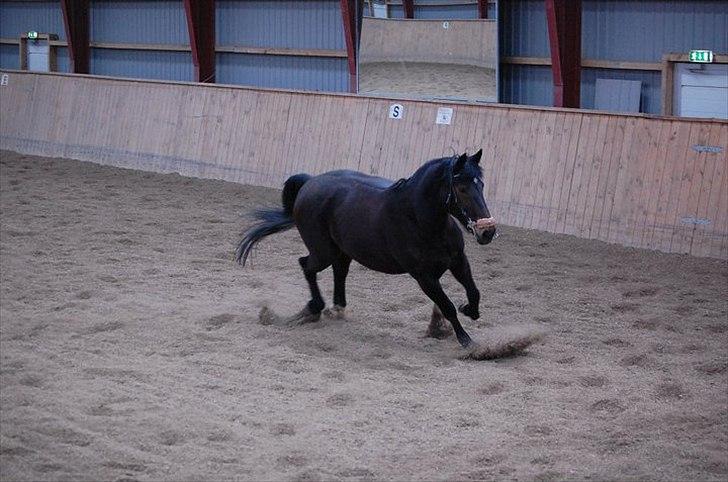 Pinto Berta billede 12