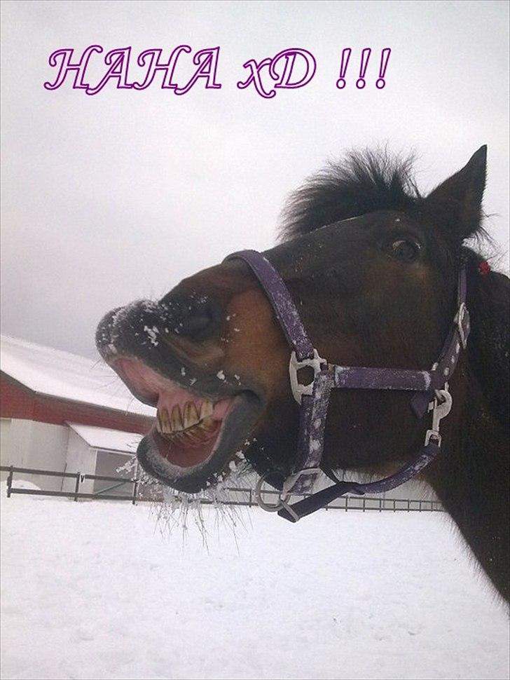 Pinto Berta billede 13