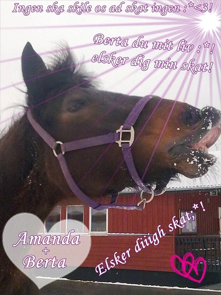 Pinto Berta billede 14