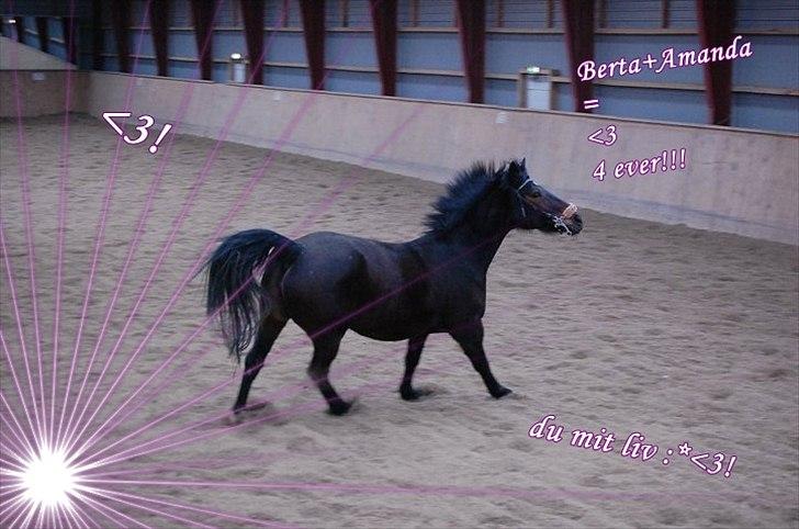 Pinto Berta billede 15