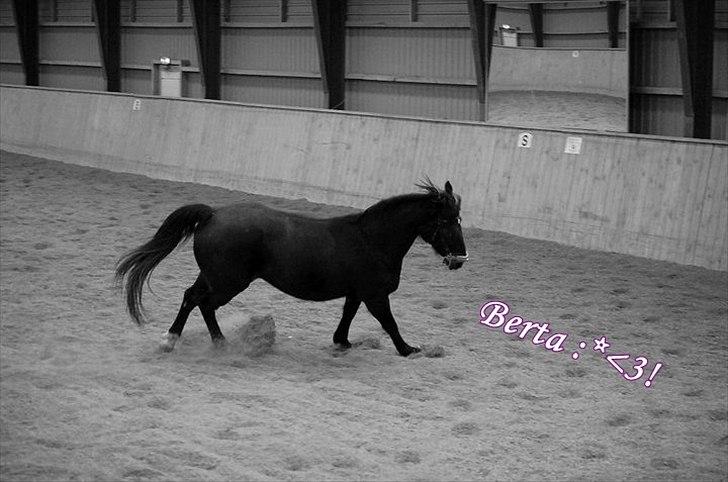 Pinto Berta billede 16