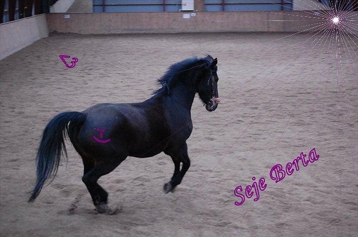 Pinto Berta billede 17