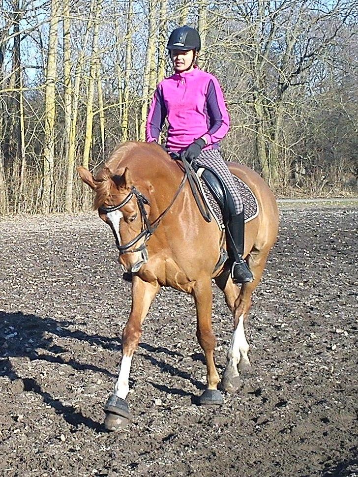 Dansk Varmblod Fresia - Første træning udenfor :-) Fantastisk hest!  billede 1