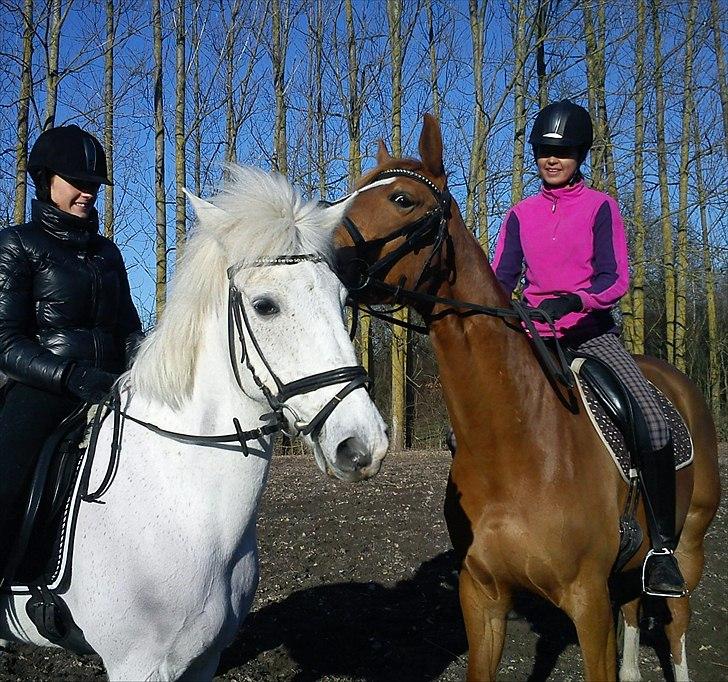 Dansk Varmblod Fresia - <3 billede 2