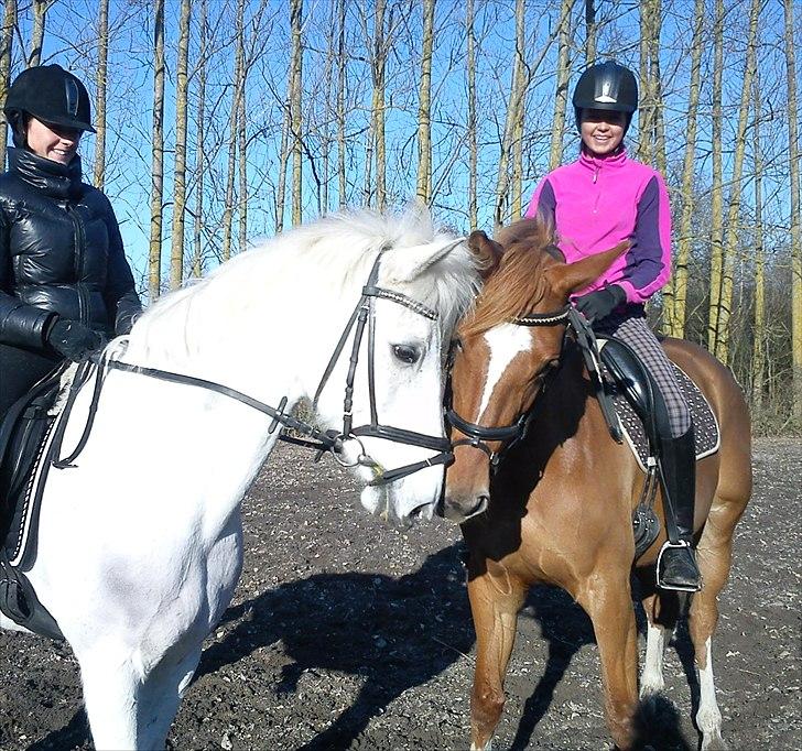 Dansk Varmblod Fresia - <3 billede 3