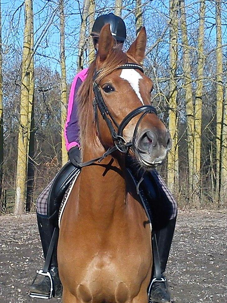 Dansk Varmblod Fresia - Synes helt bestemt at jeg har verdens smukkeste hest!  billede 4