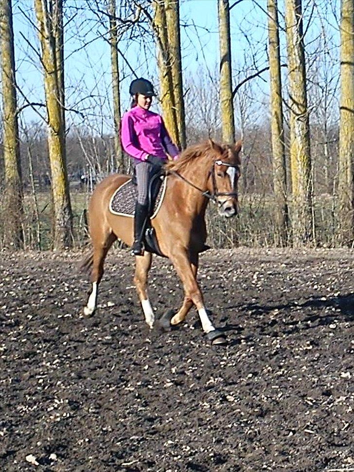 Dansk Varmblod Fresia - hmm, knap så samlet, men hun er deeeeeeeeeeeejlig <3  billede 5