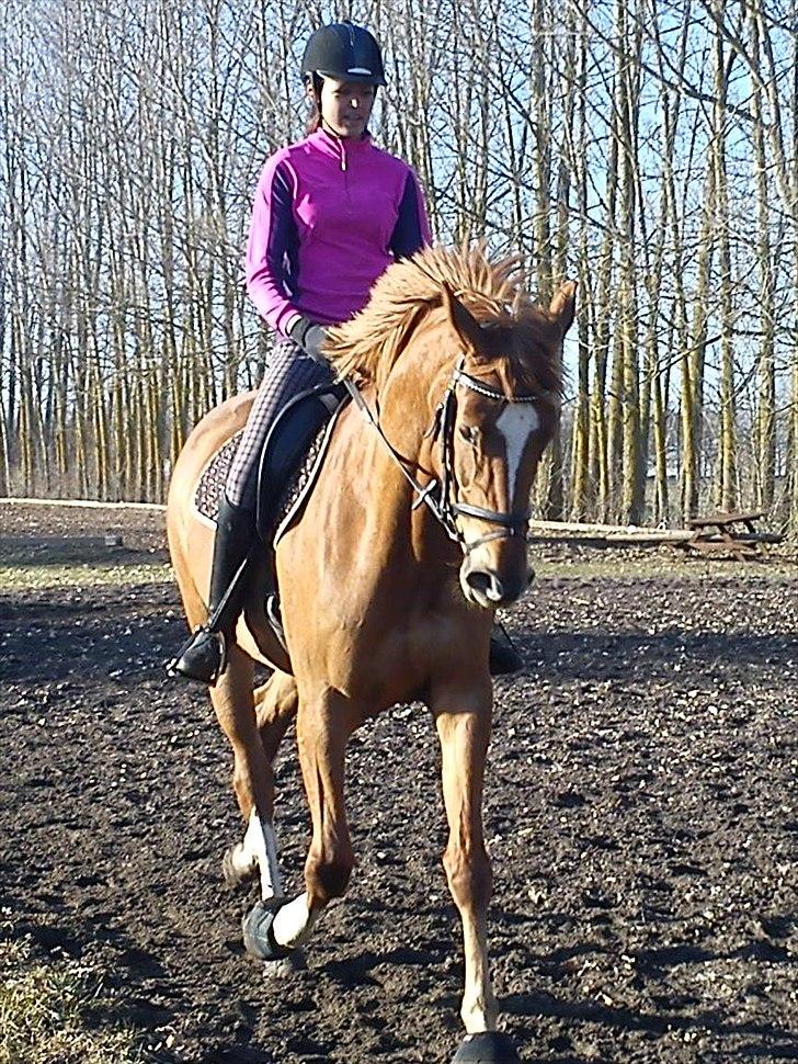 Dansk Varmblod Fresia - Trav :-)  billede 6