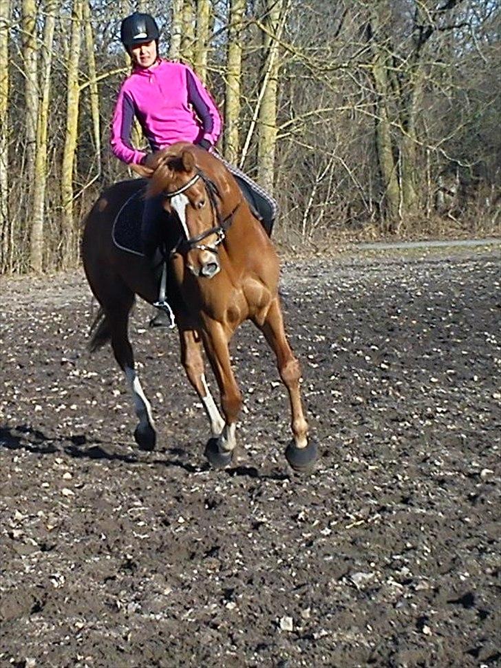Dansk Varmblod Fresia - Galop <3 billede 7