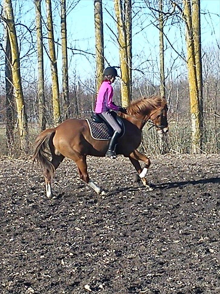 Dansk Varmblod Fresia - Træning gør mester. billede 8