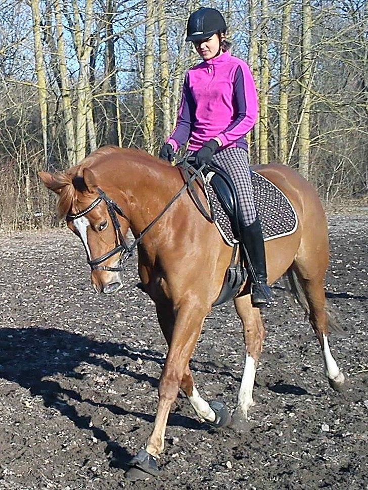 Dansk Varmblod Fresia - !! <3 billede 9