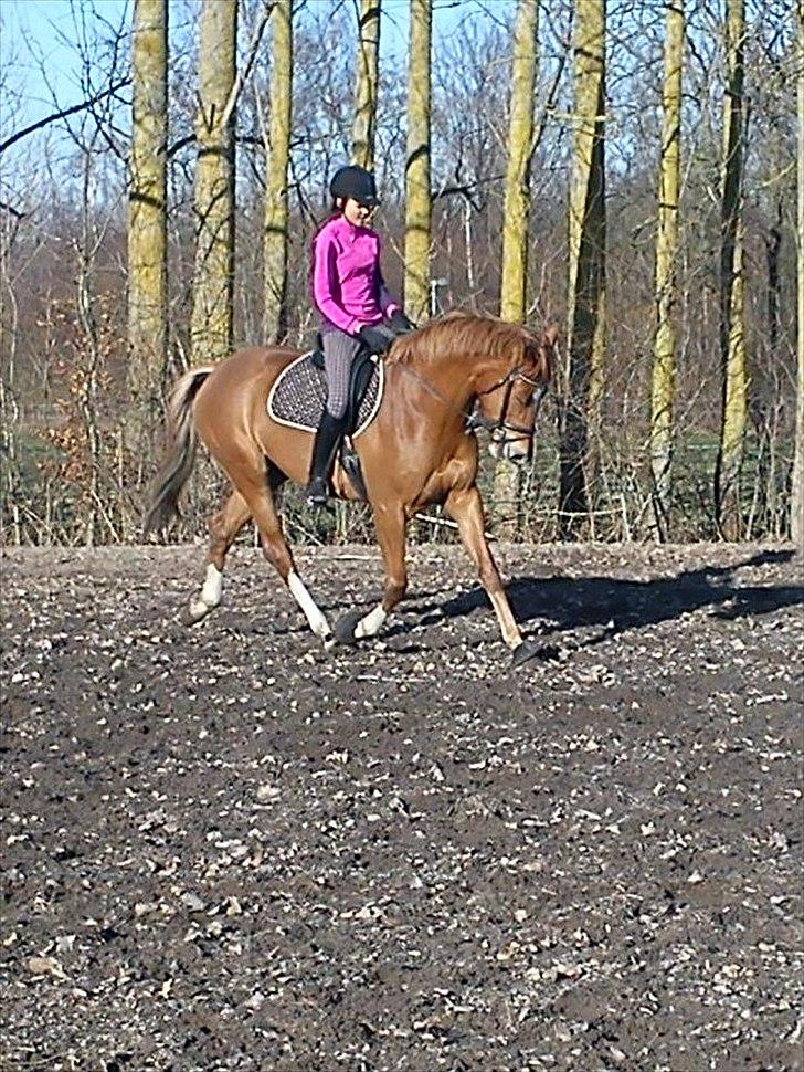 Dansk Varmblod Fresia billede 10