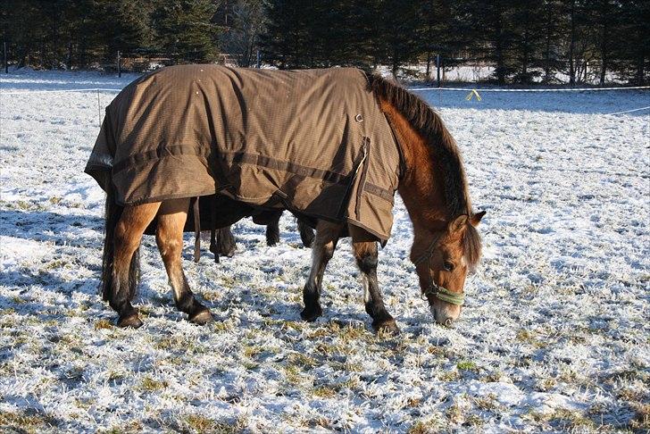 Anden særlig race Emmeli billede 1