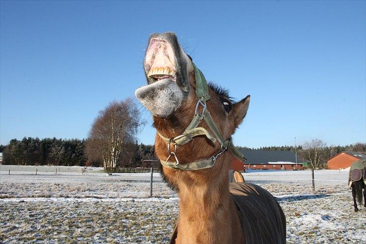 Anden særlig race Emmeli billede 2