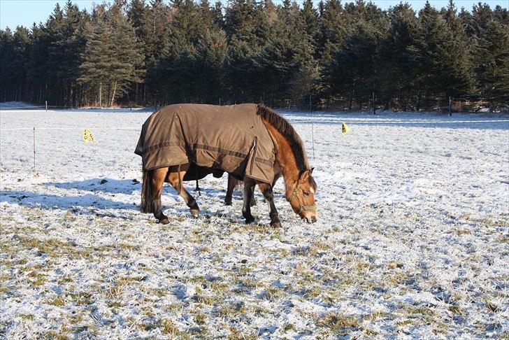 Anden særlig race Emmeli billede 3