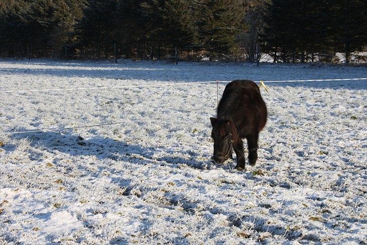 Shetlænder Musse billede 2