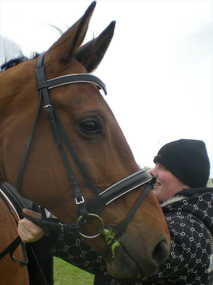 Dansk Varmblod Caparello billede 5