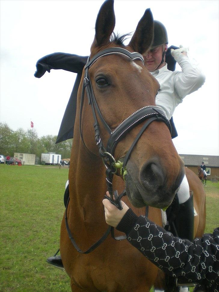 Dansk Varmblod Caparello billede 6