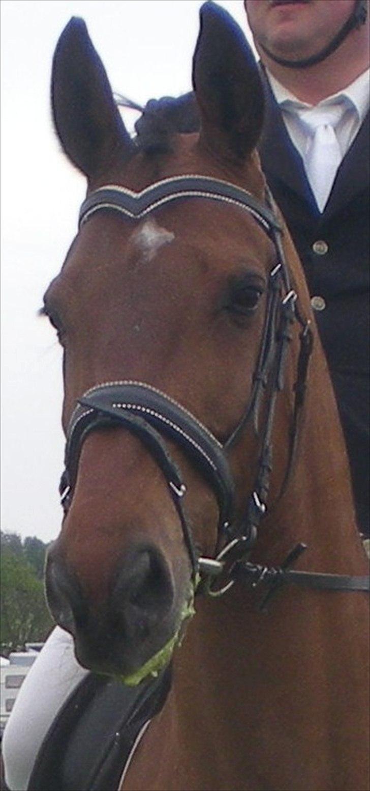 Dansk Varmblod Caparello billede 7