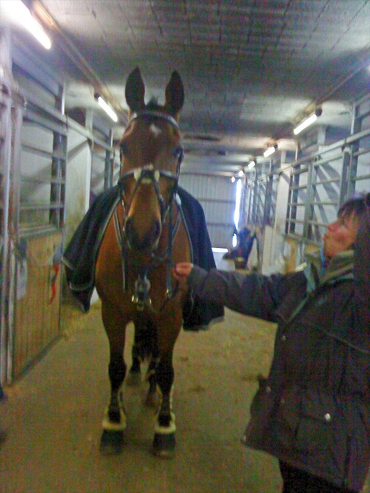 Dansk Varmblod Caparello - klar til springstævne... billede 8