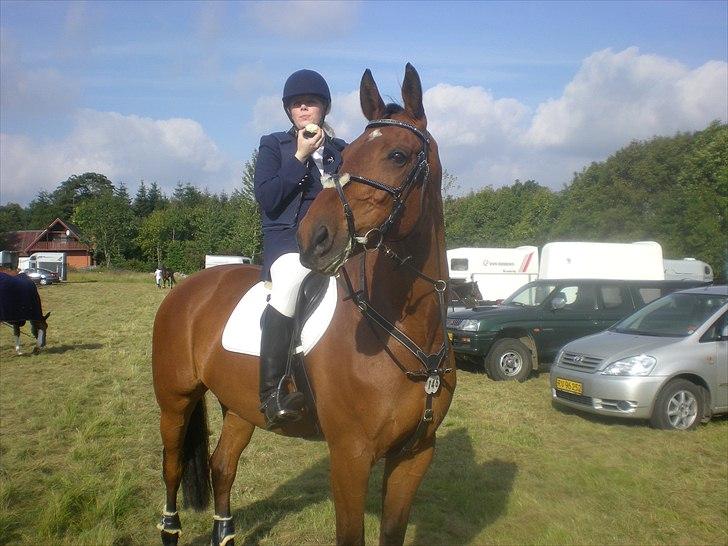 Dansk Varmblod Caparello billede 9