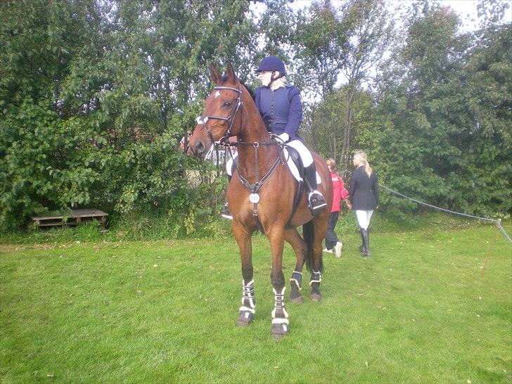 Dansk Varmblod Caparello - jubii springstævne ;D billede 10