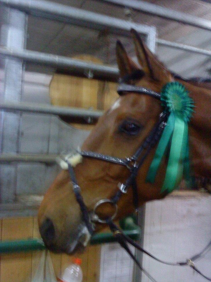 Dansk Varmblod Caparello billede 11