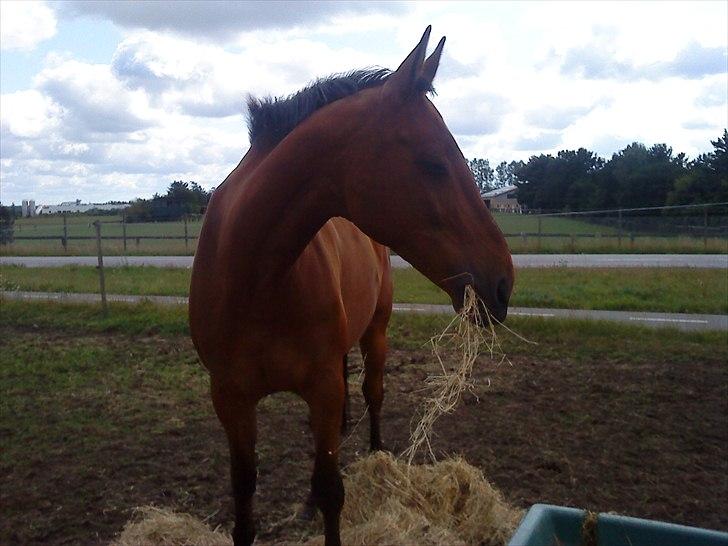 Dansk Varmblod Caparello billede 12