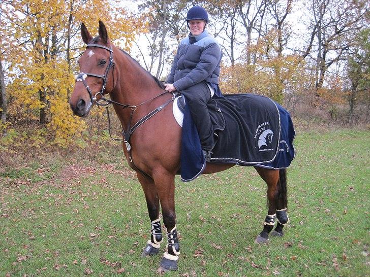 Dansk Varmblod Caparello billede 13