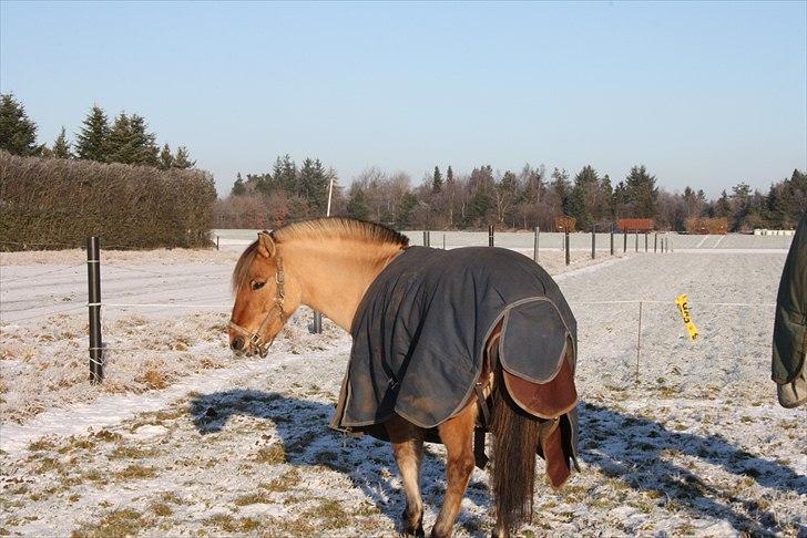 Anden særlig race Freja billede 5