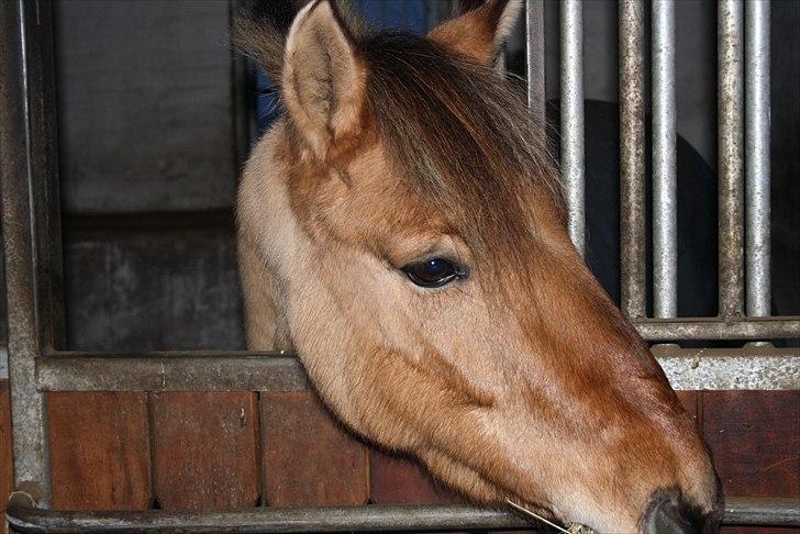 Anden særlig race Freja billede 6