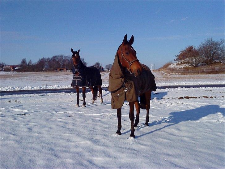 Dansk Varmblod Caparello billede 14