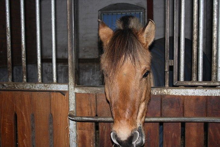 Anden særlig race Freja billede 8