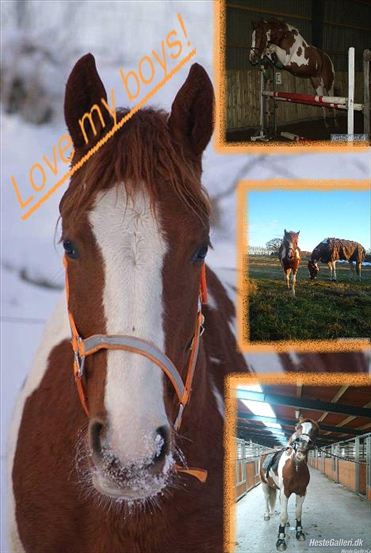 Pinto Romeo - Lavet af Louise. Tak for det :) billede 8