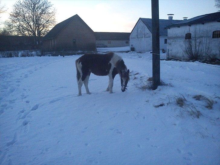 Pinto Romeo - Febuar 2011 Fotograf: Sara Rasmussen billede 10