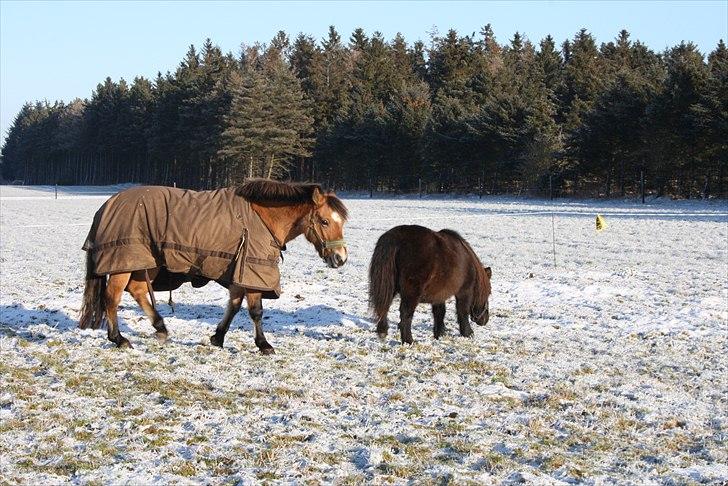 Anden særlig race Emmeli billede 4