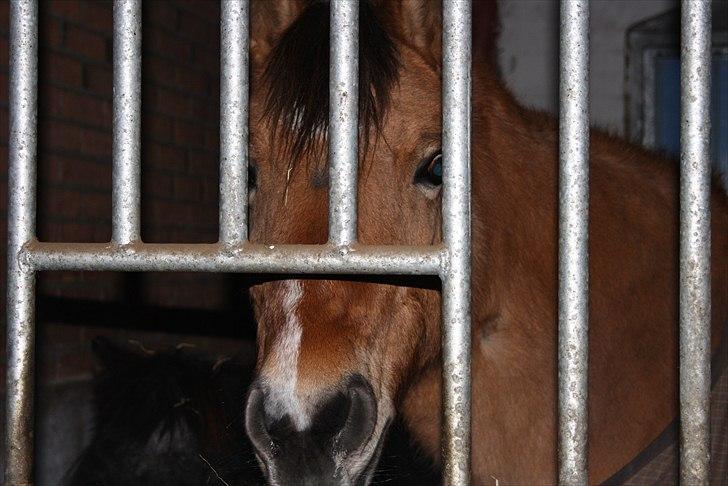 Anden særlig race Emmeli billede 5