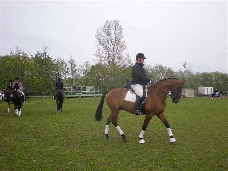 Dansk Varmblod Caparello billede 15