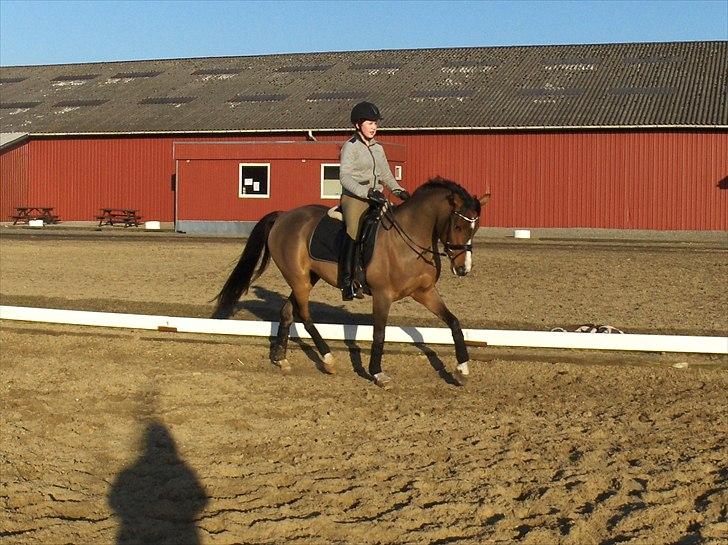 Anden særlig race Chico gamlelånepony.SOLGT billede 15