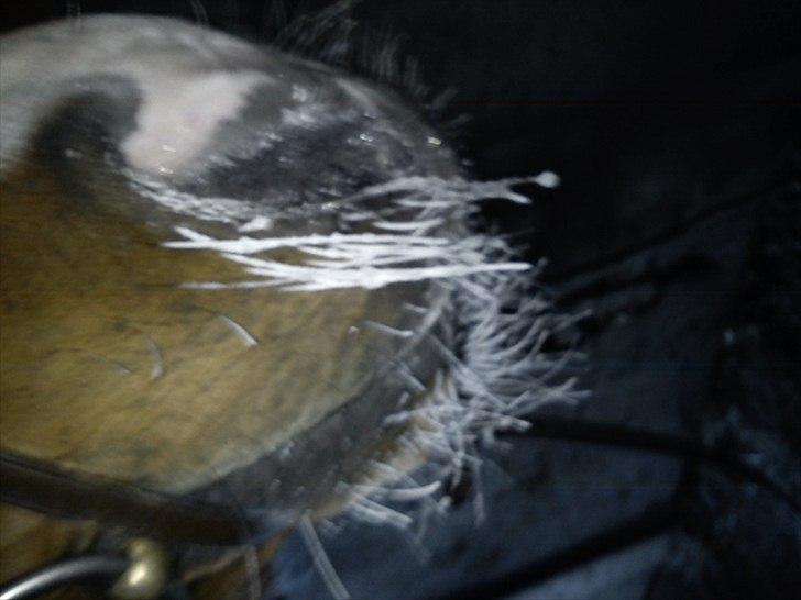 Anden særlig race Ivoire Gede RIP - is mule :p det var lidt synd han var blevet helt frossen :) billede 13