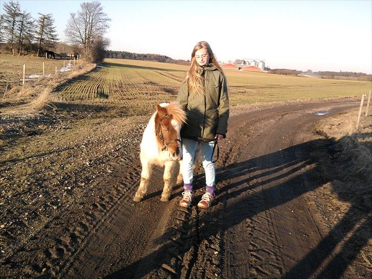 Shetlænder Trille "Tykke"<3 - 3) Ja her går vi også en tur på markvejen;P billede 3