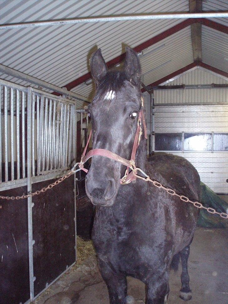 Barockpferd Felina Solgt - Er jeg ikke smuk :) billede 1