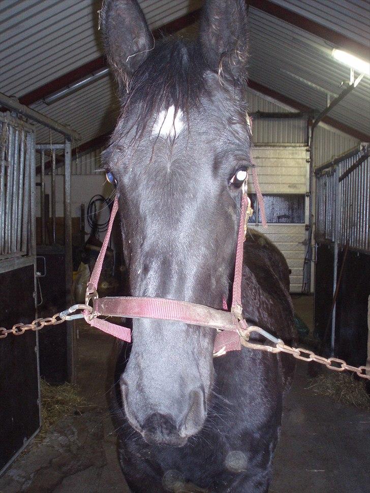 Barockpferd Felina Solgt - jeg bliver genert billede 2