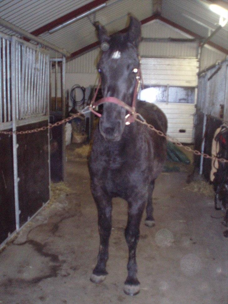 Barockpferd Felina Solgt - tag nu det billede det er anstrengende :*) billede 3