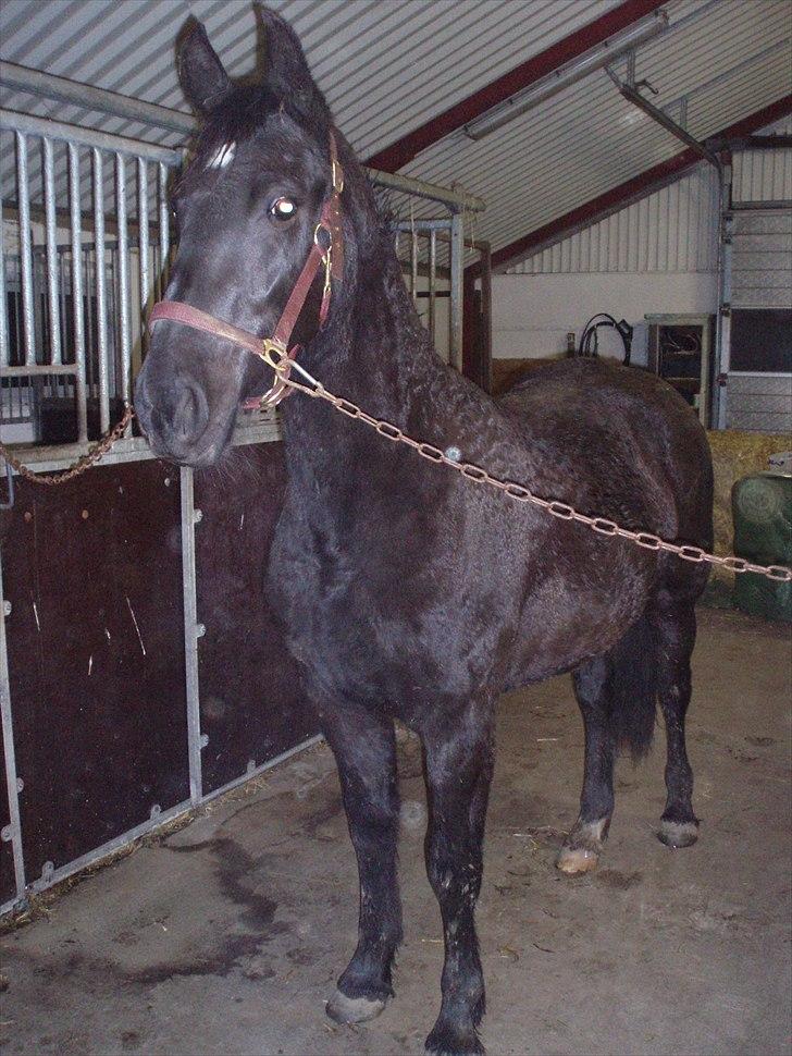 Barockpferd Felina Solgt - kommer der nogen  billede 4