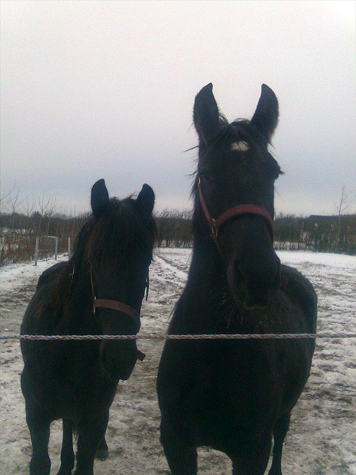 Barockpferd Felina Solgt - mig og min veninde Elke :) billede 5